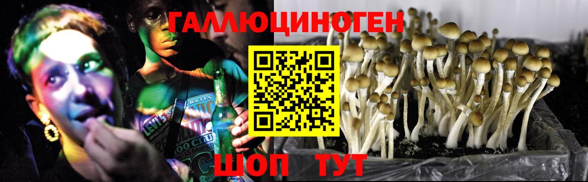 Галлюциногенные грибы Psilocybine cubensis Гусь-Хрустальный